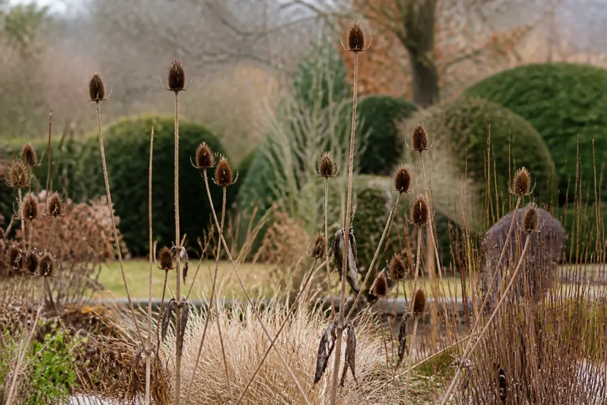 Tiges seches et creuses dressees dans un jardin