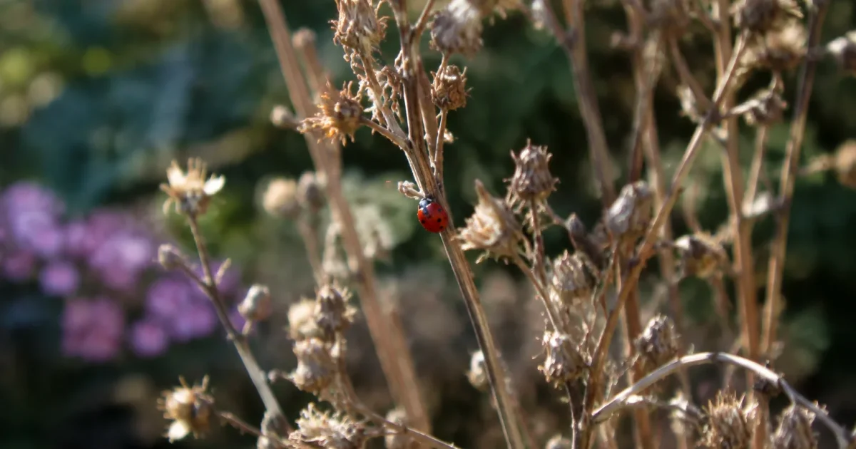 Tiges seches dressees au jardin abritant un insecte