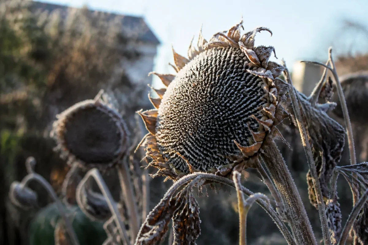 Tournesols secs couverts de givre dans un jardin