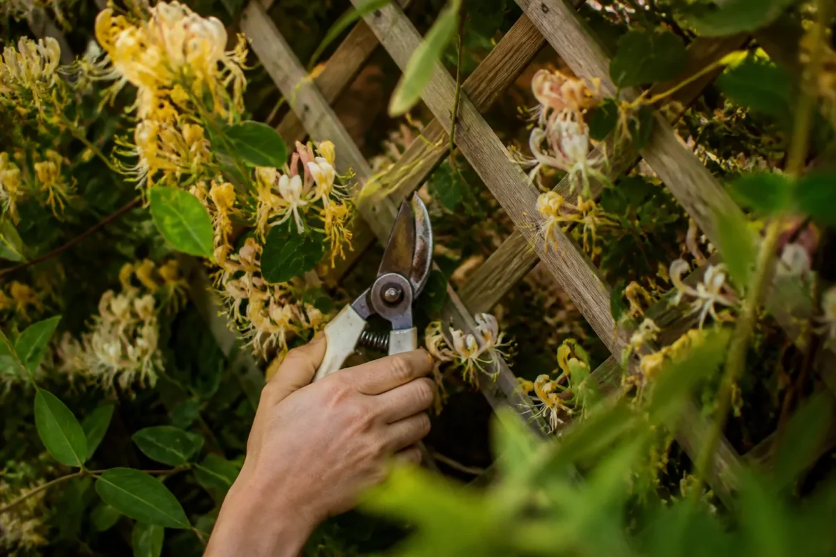 Treillis en bois couvert de chevrefeuille fleuri secateur pose