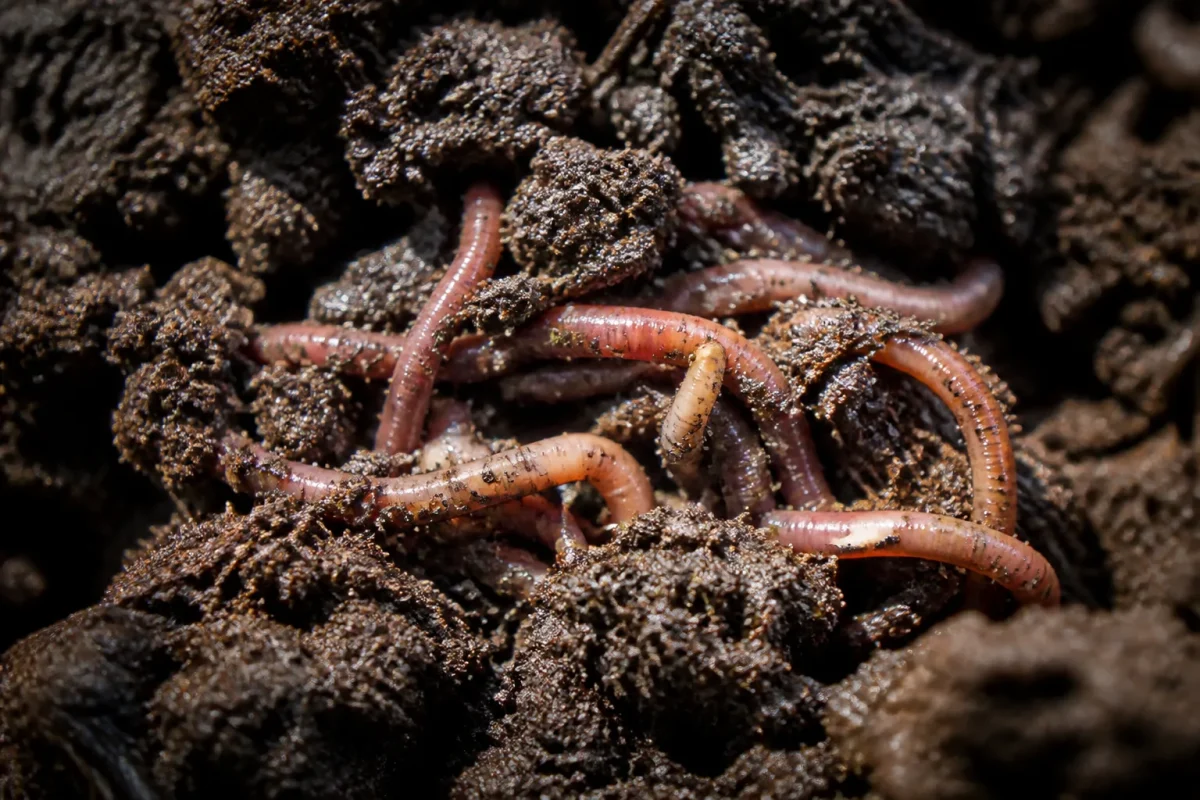 Vers de terre dans une motte humide au jardin